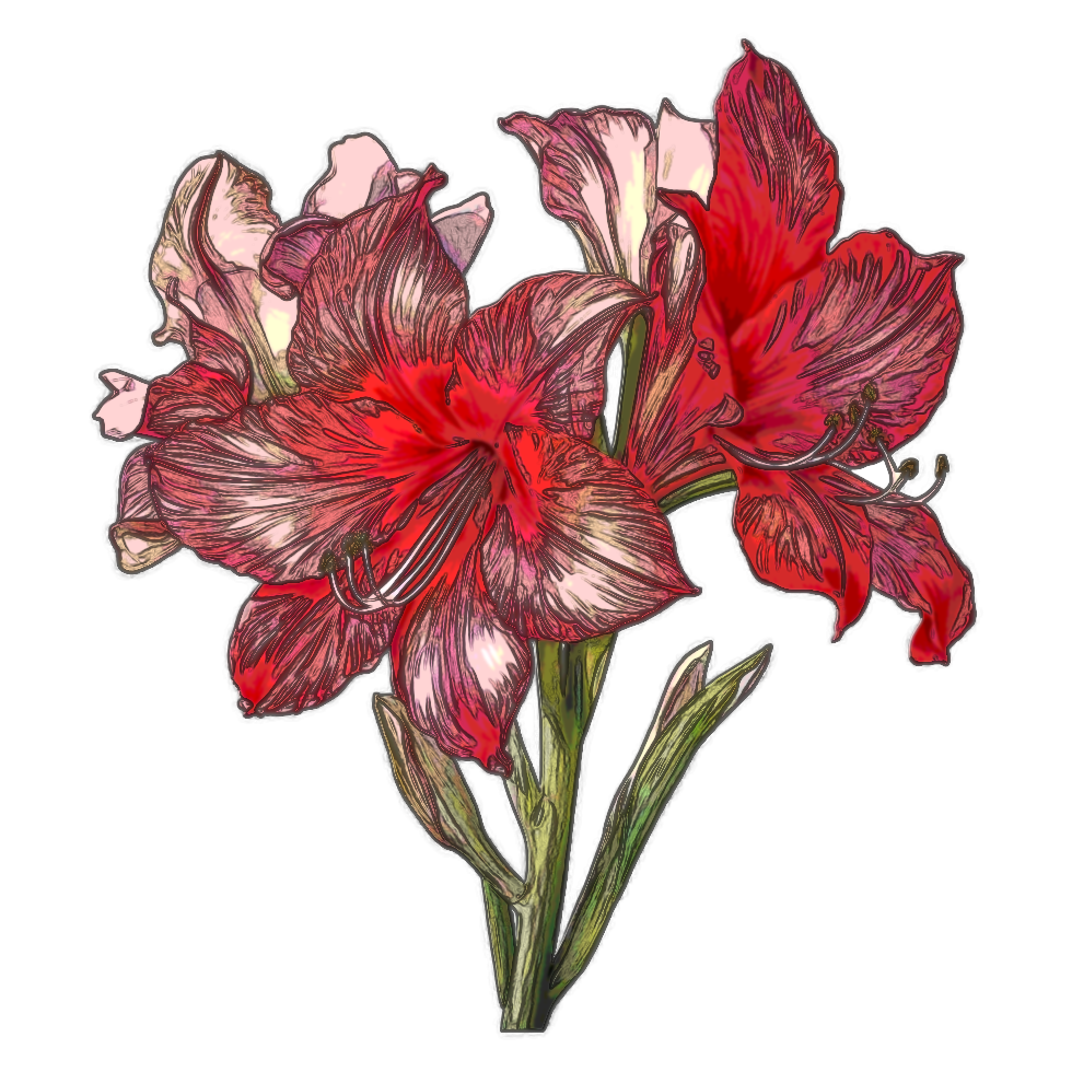 Amaryllis