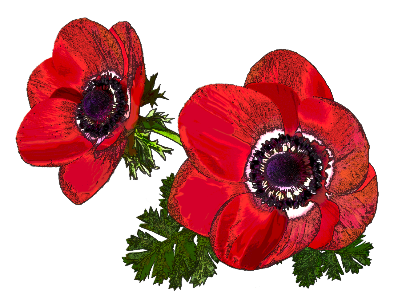 Anemone