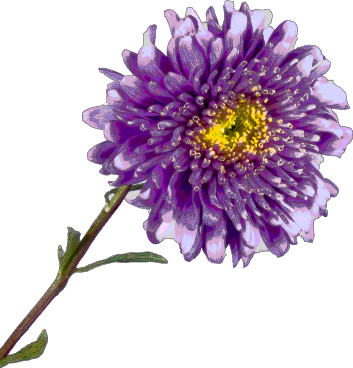 Aster