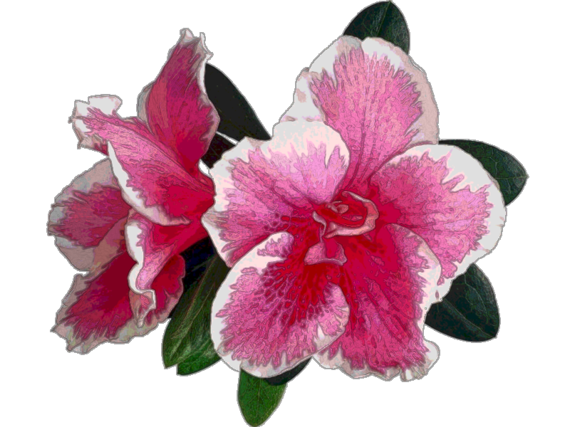 Azalea