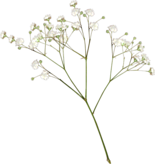 Baby's Breath