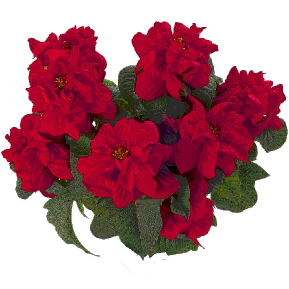 Begonia