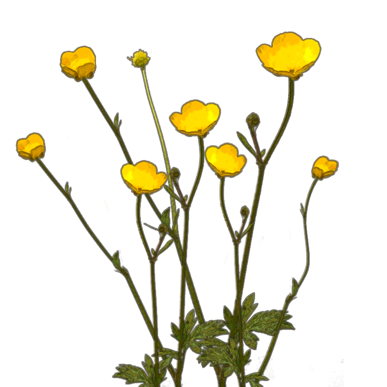 Buttercup