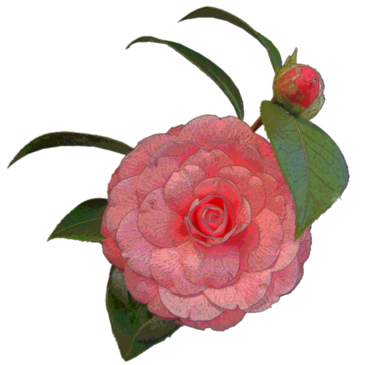 Camellia
