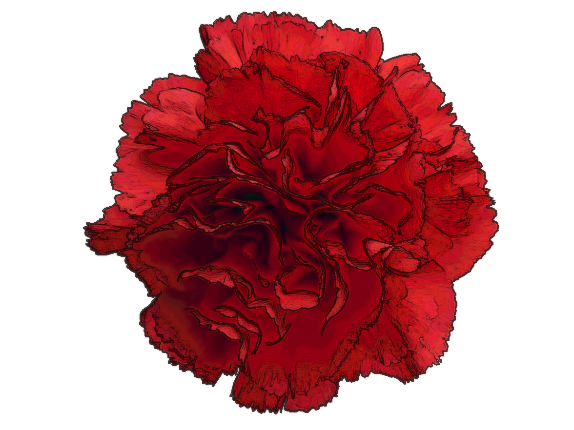 Carnation
