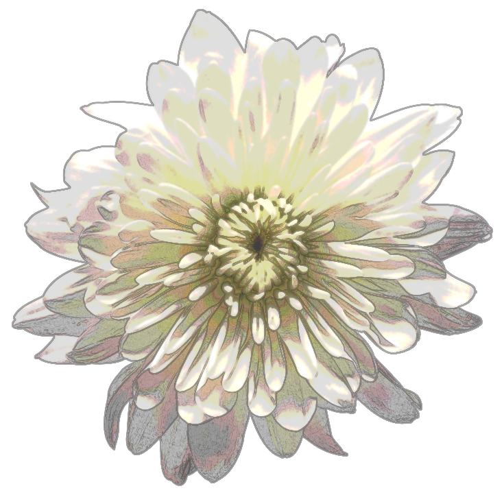 Chrysanthemum