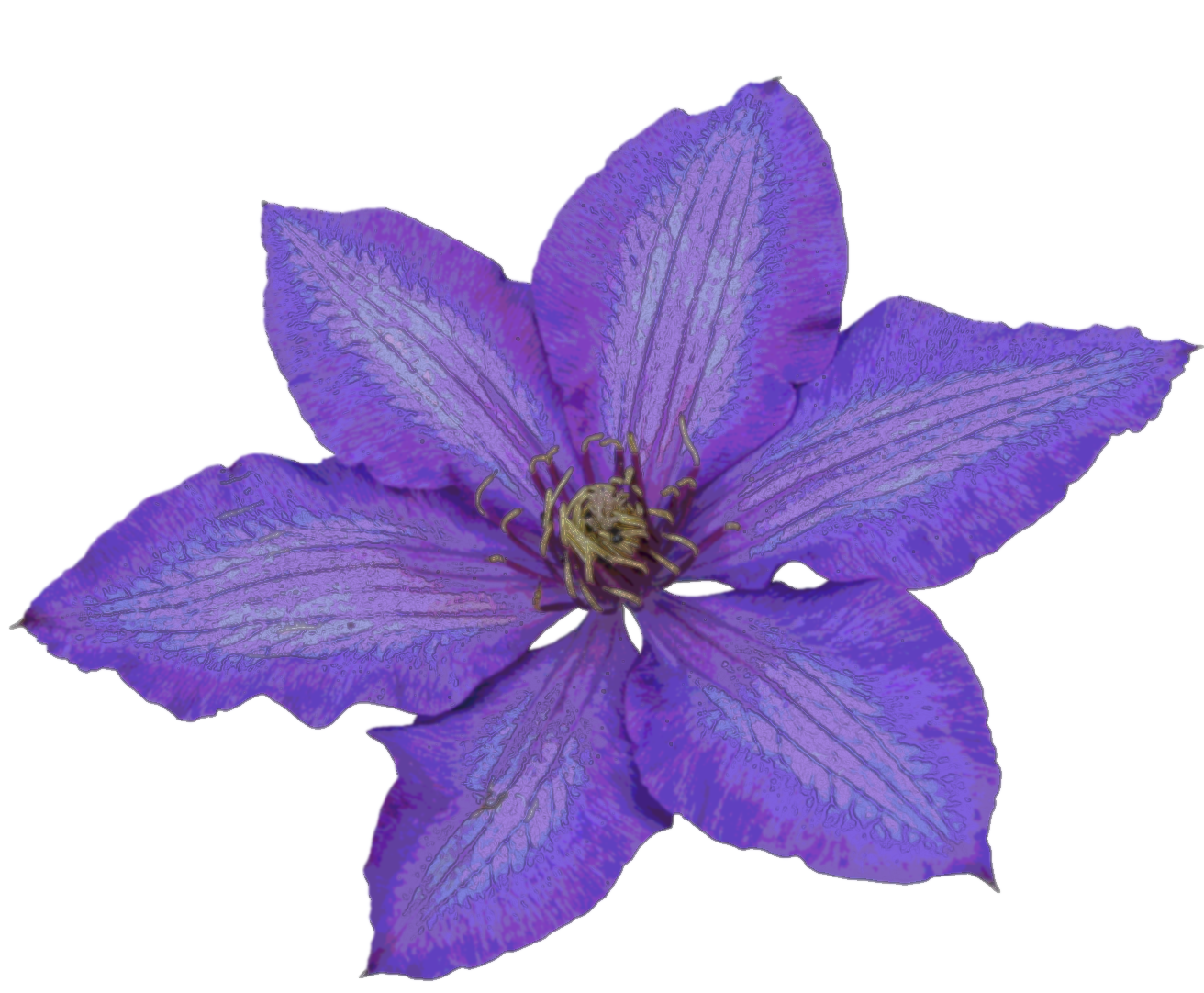 Clematis