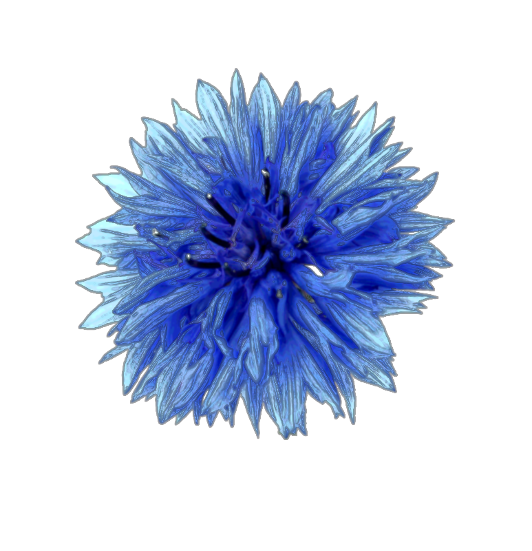 Cornflower