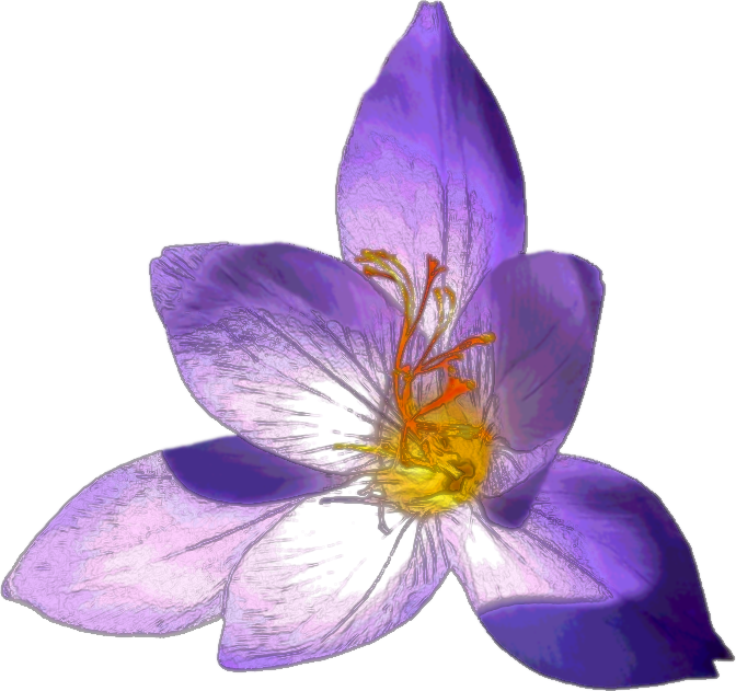 Crocus