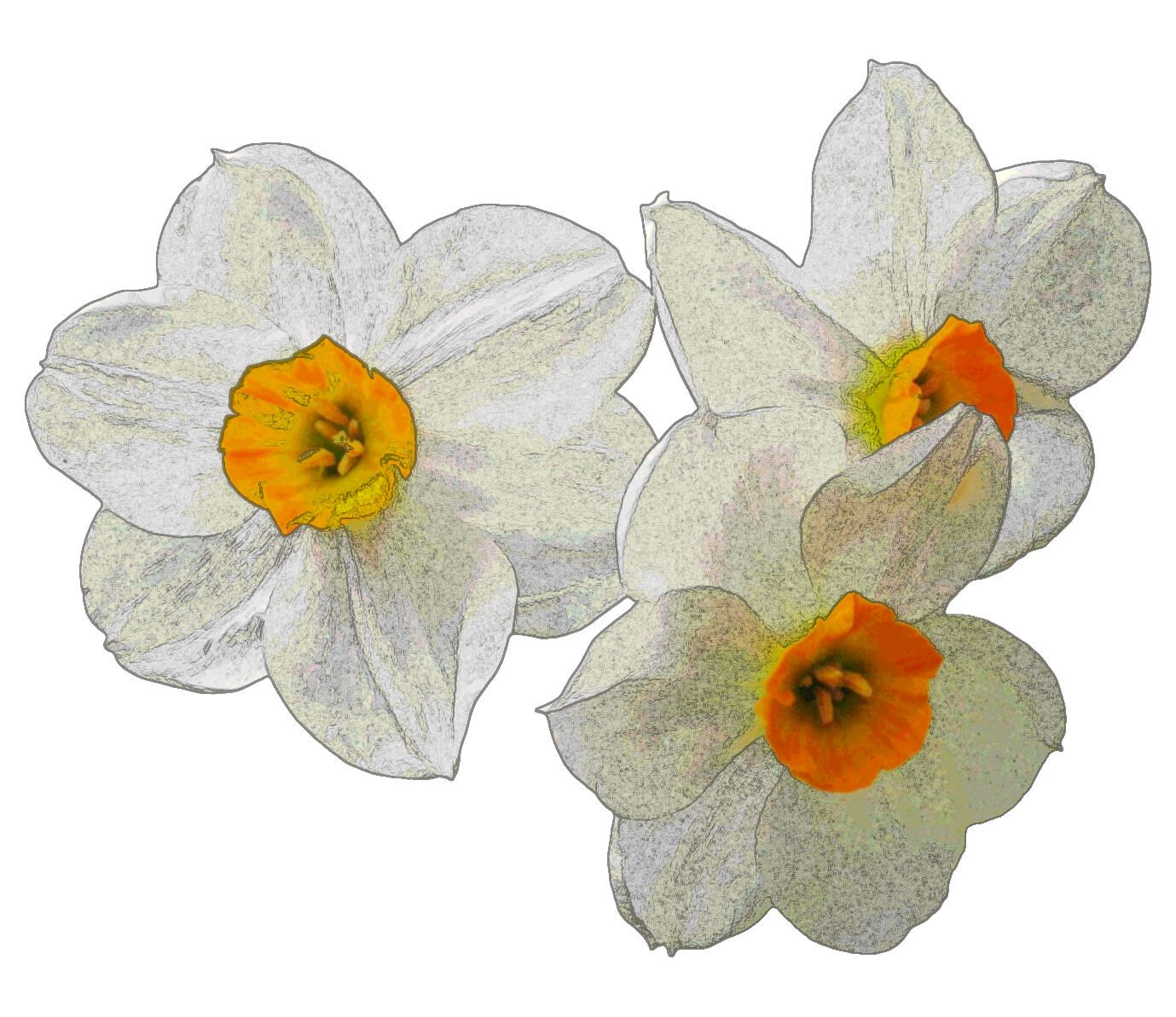 Daffodil