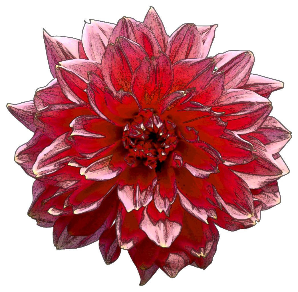 Dahlia