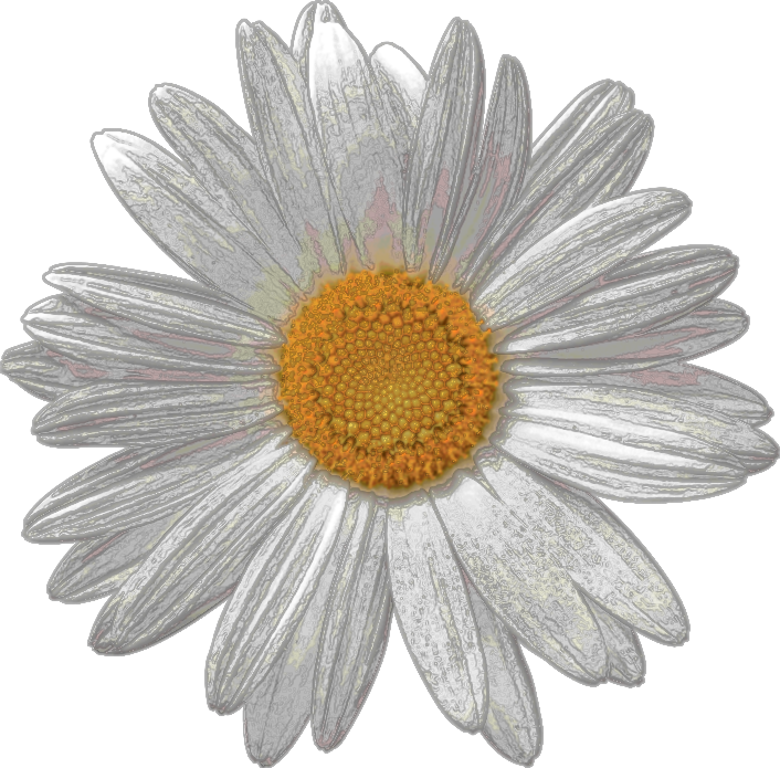 Daisy