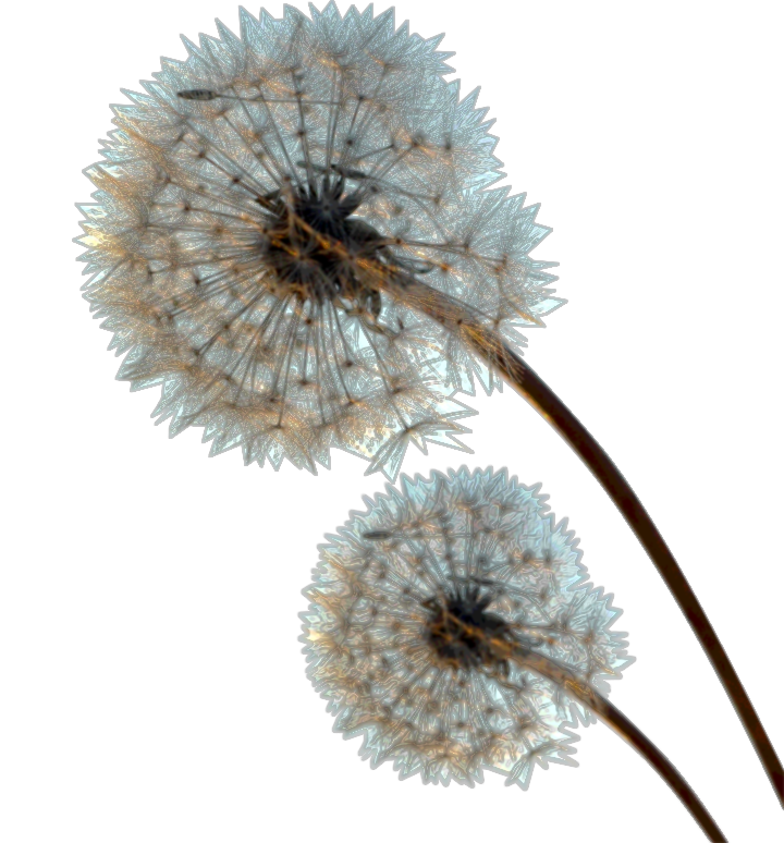 Dandelion