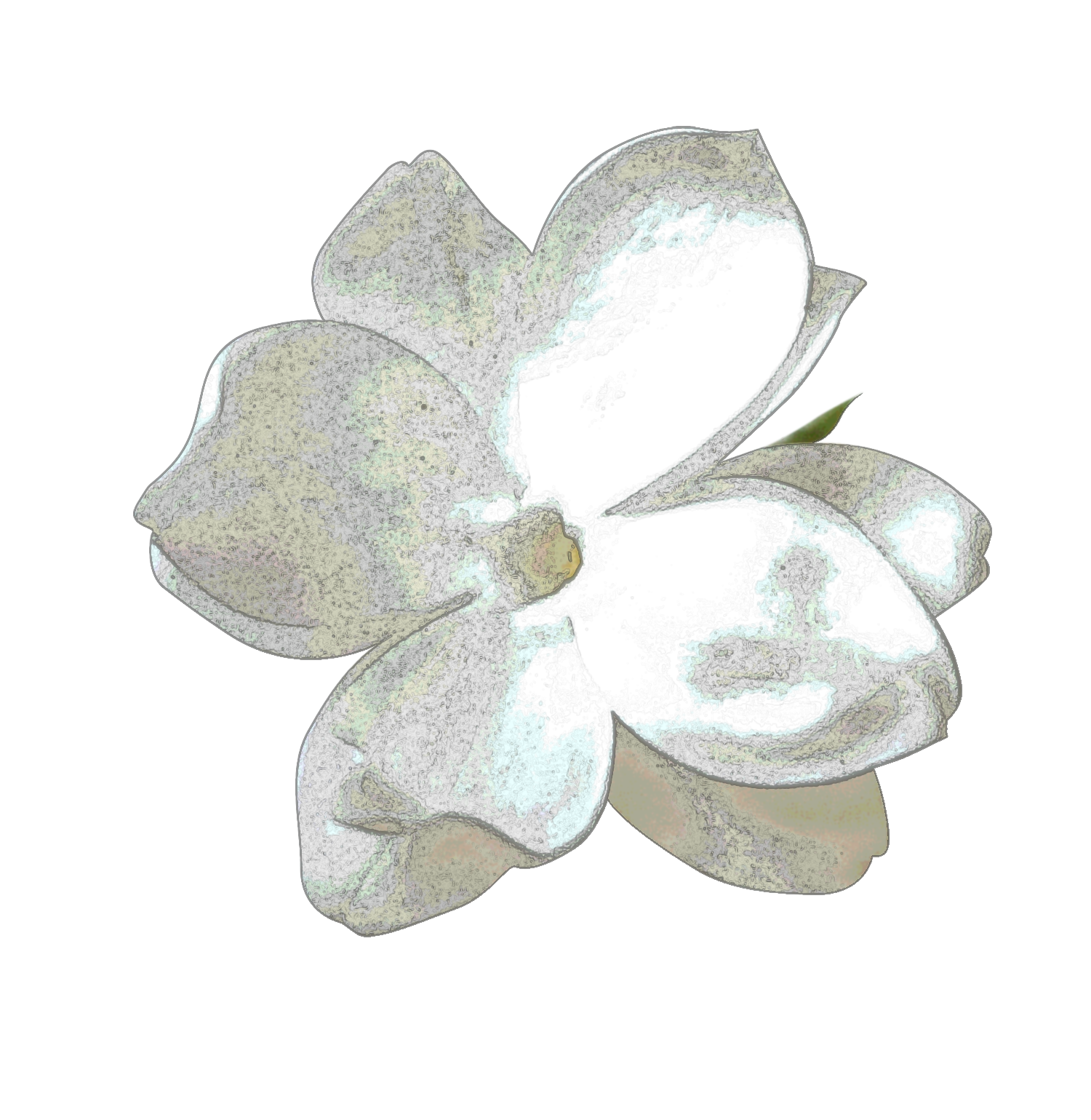 Dogwood