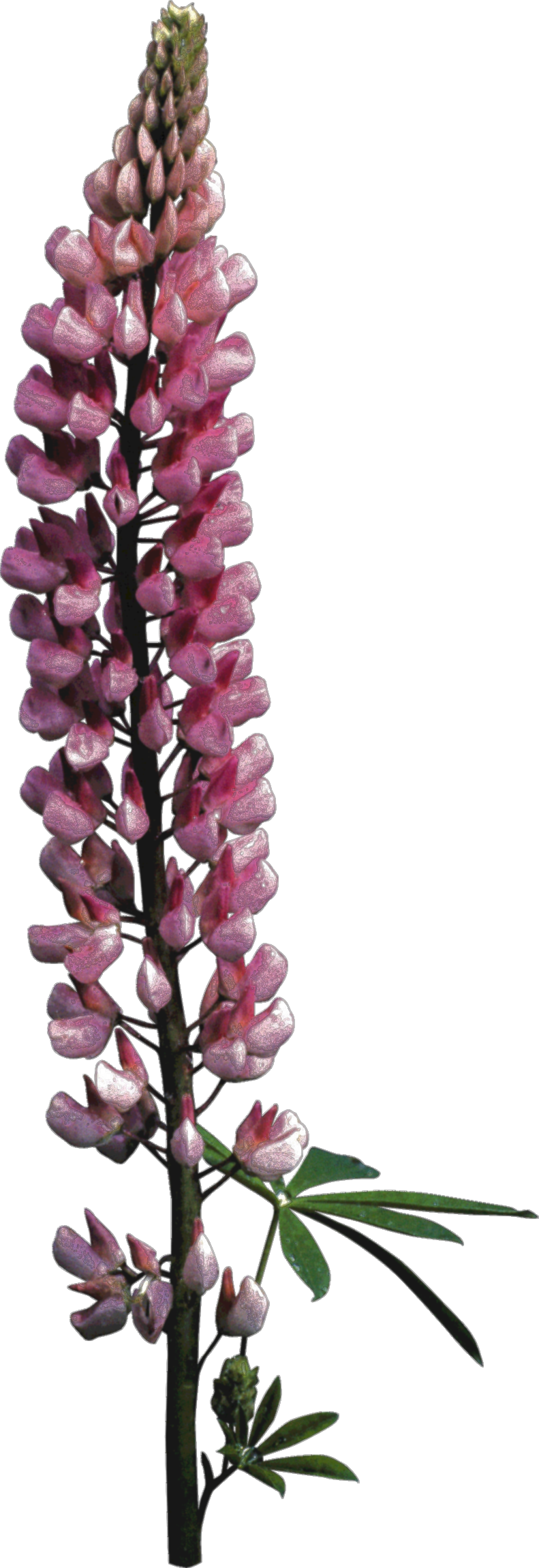 Foxglove