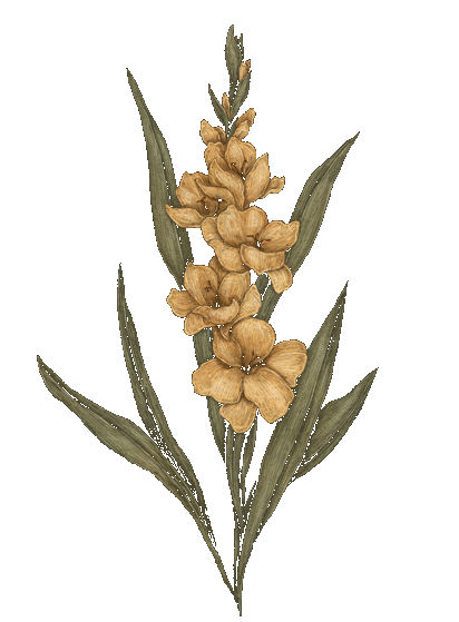 Gladiolus