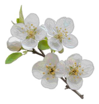 Hawthorn