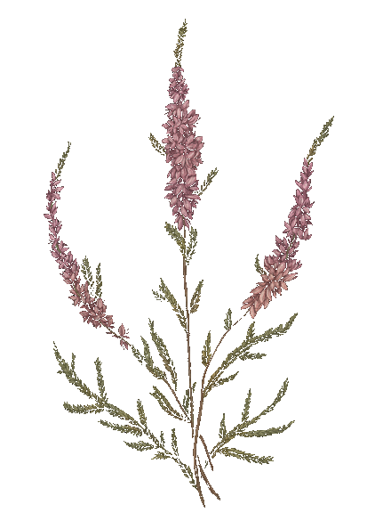 Heather