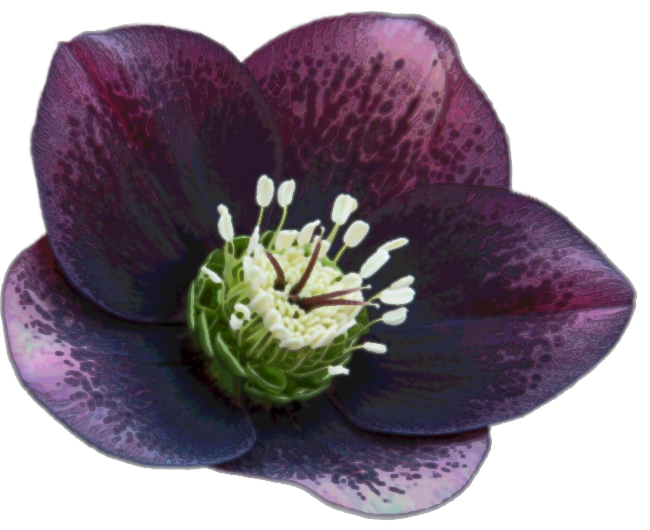 Hellebore