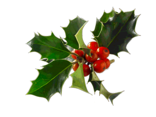 Holly