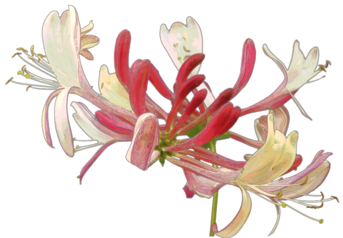 Honeysuckle
