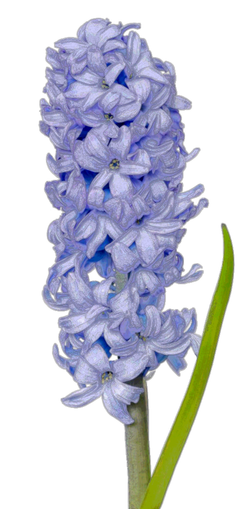 Hyacinth