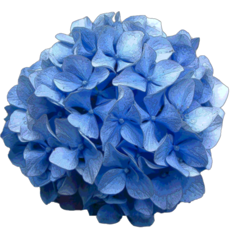Hydrangea