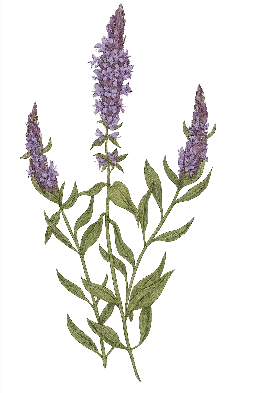 Hyssop