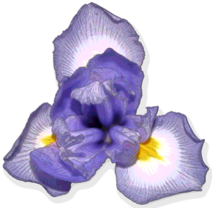 Iris