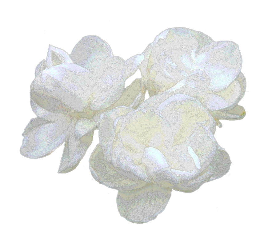 Jasmine