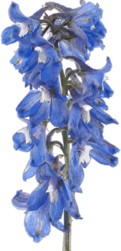 Larkspur