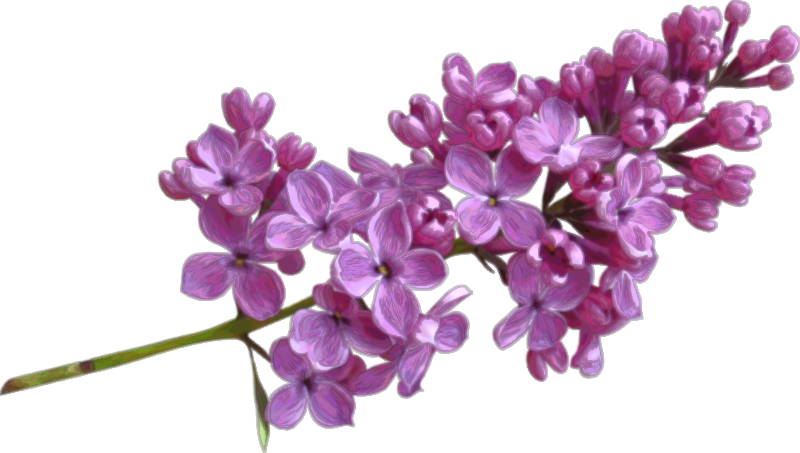 Lilac