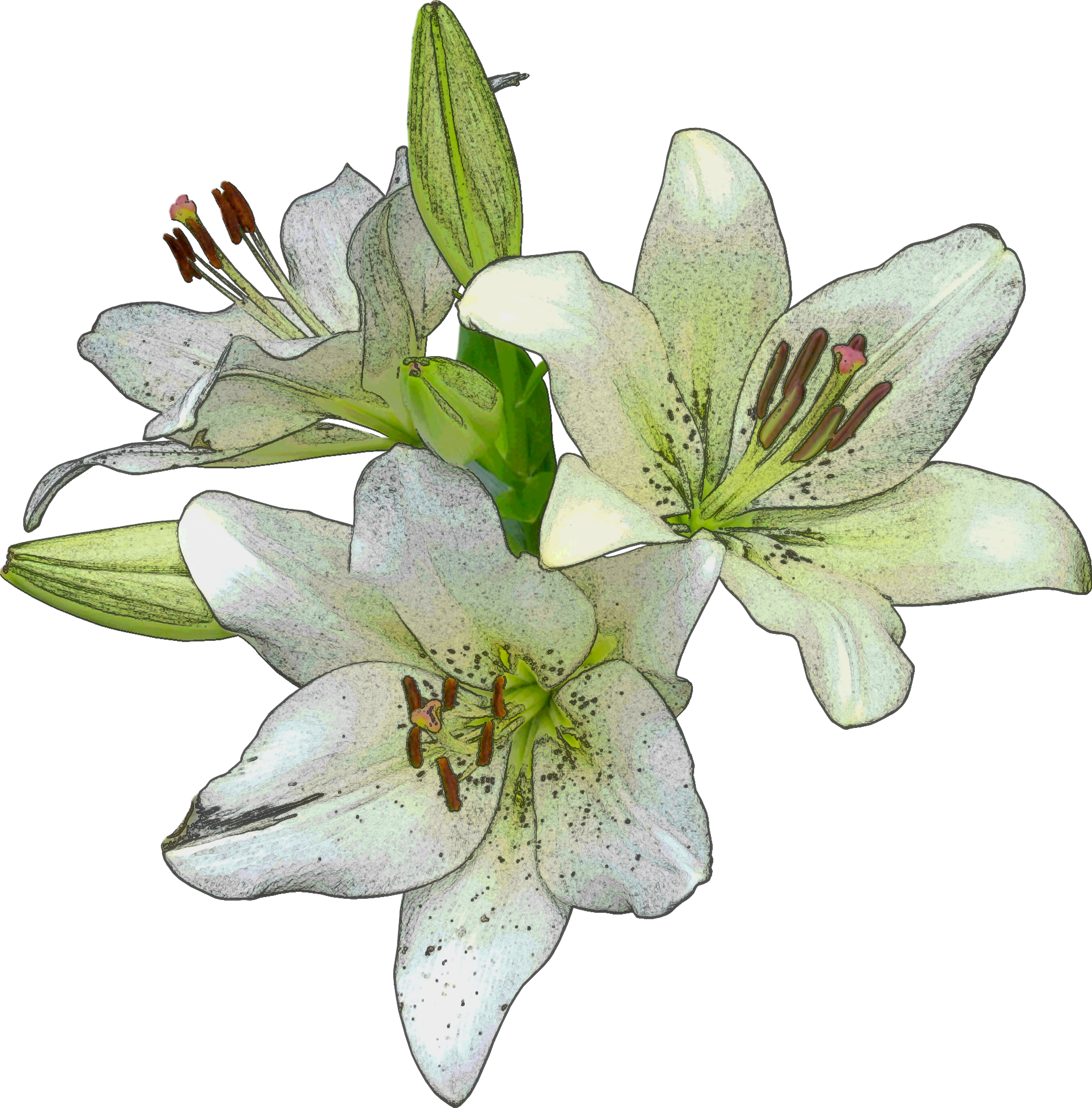 Lily