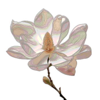 Magnolia