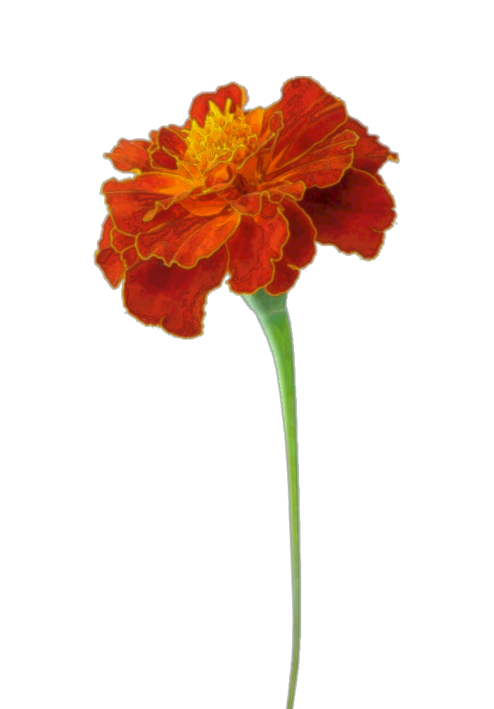 Marigold