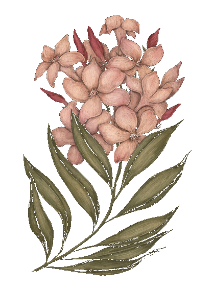 Oleander