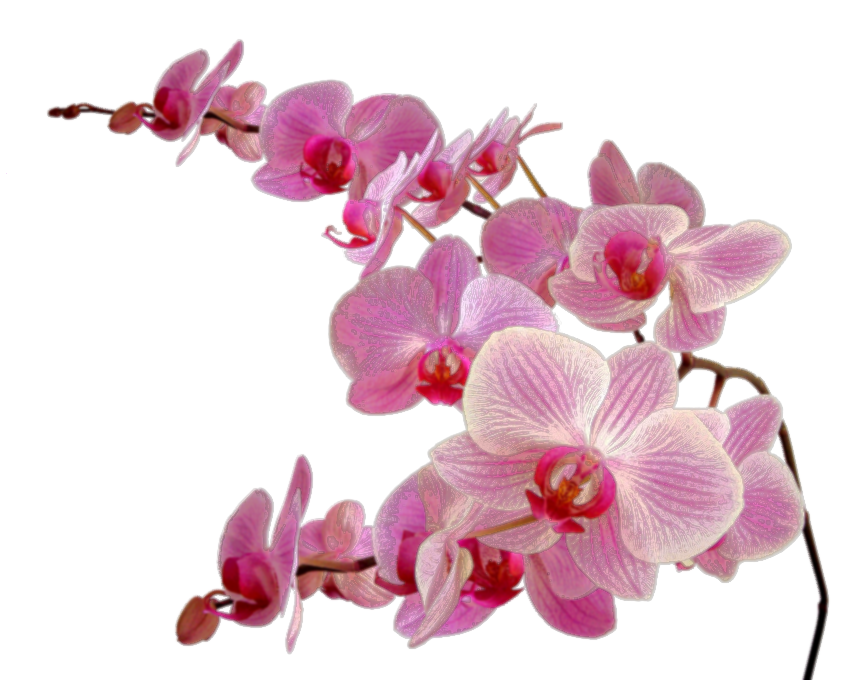 Orchid