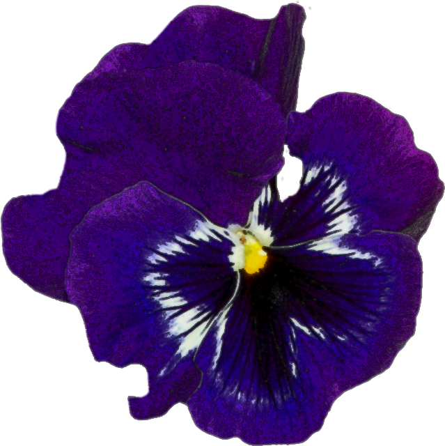 Pansy