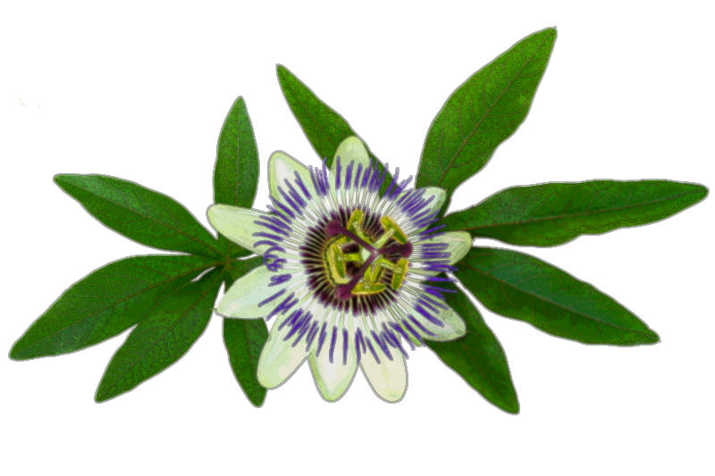 Passionflower