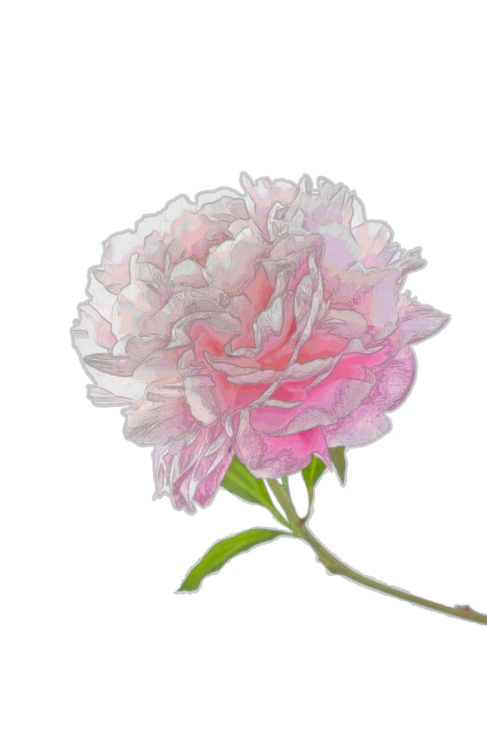 Peony