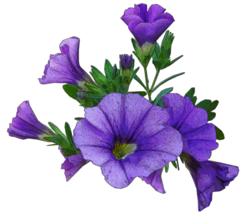 Petunia