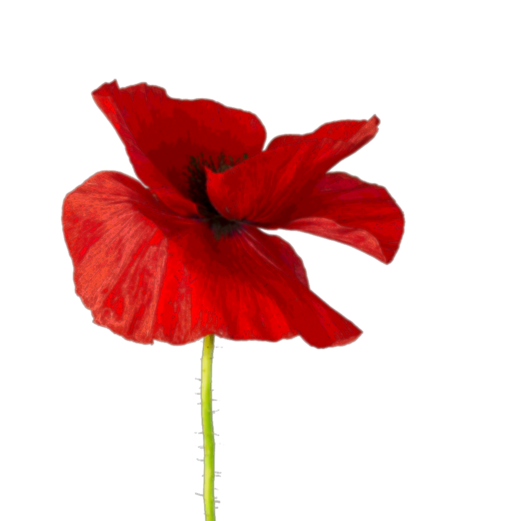 Poppy