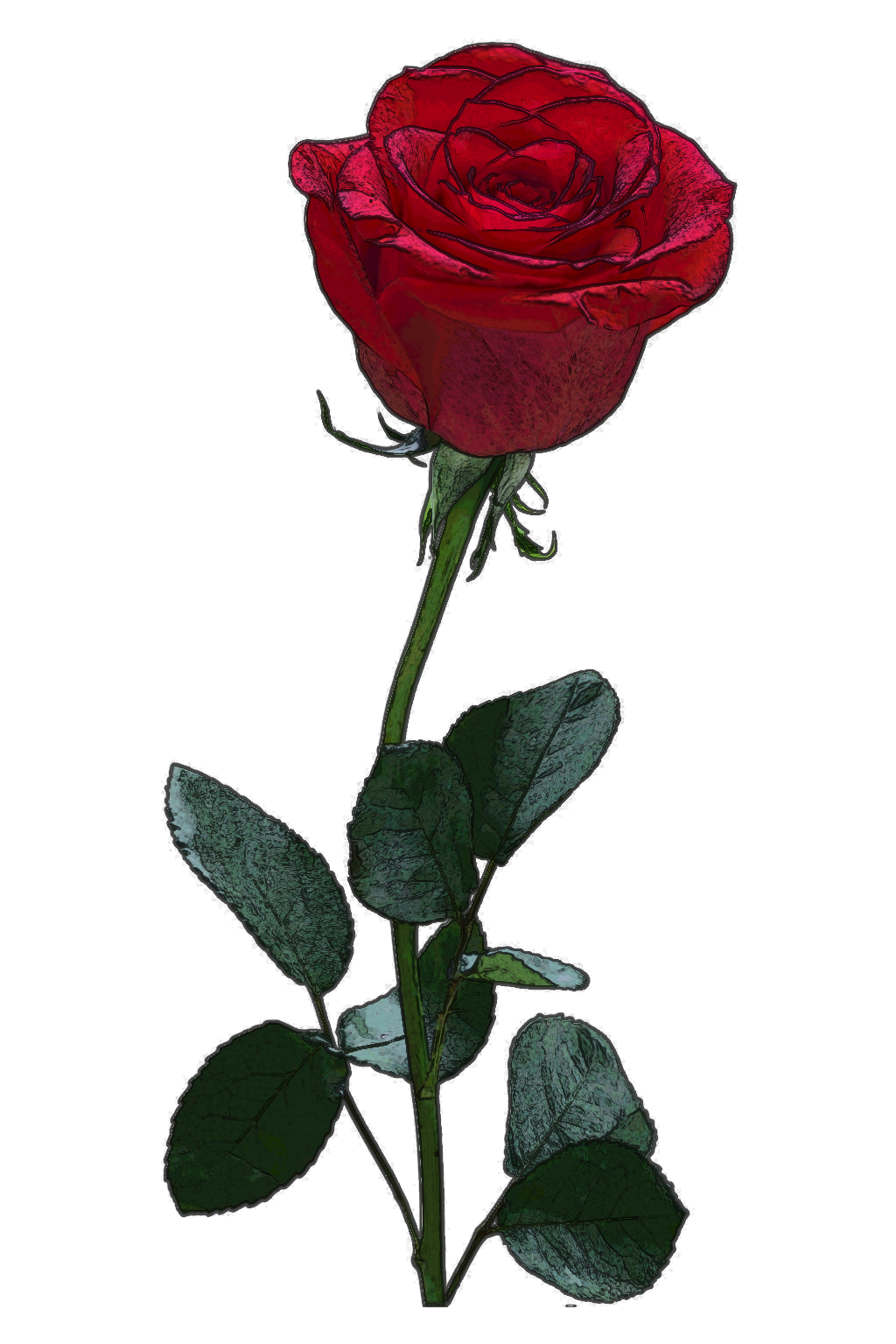 Rose