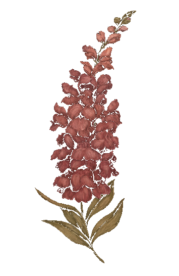 Snapdragon