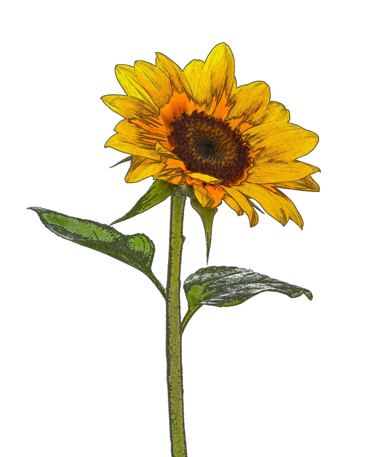Sunflower