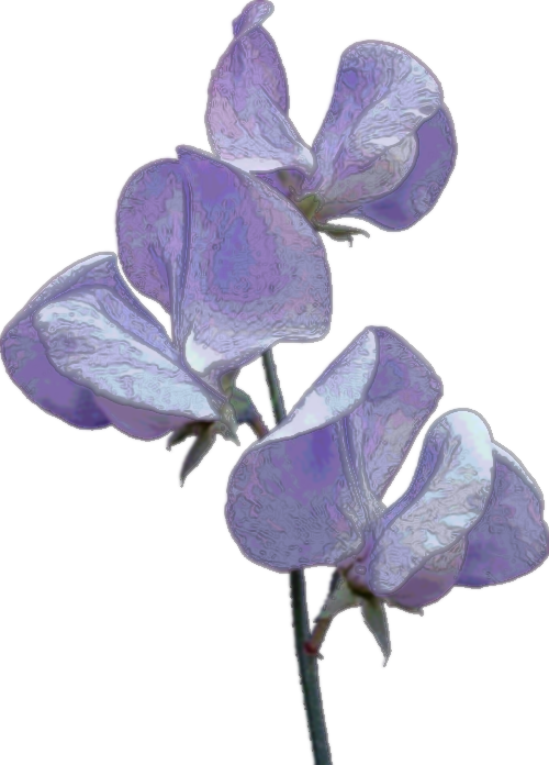 Sweetpea