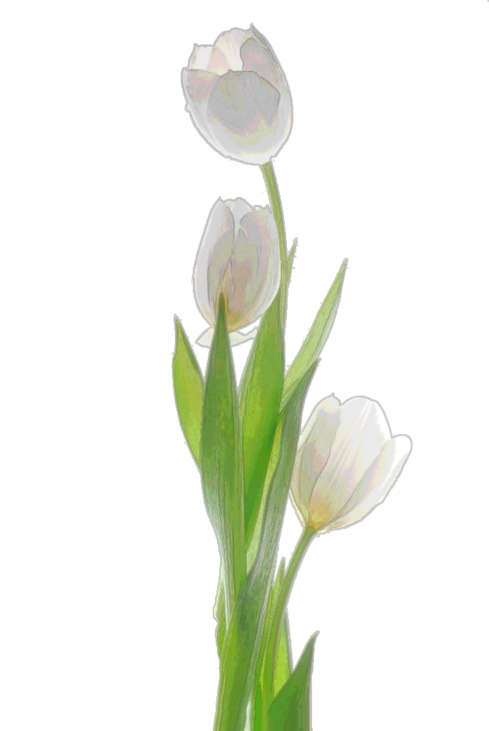 Tulip