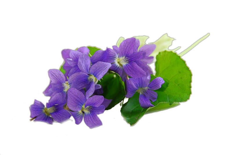 Violet