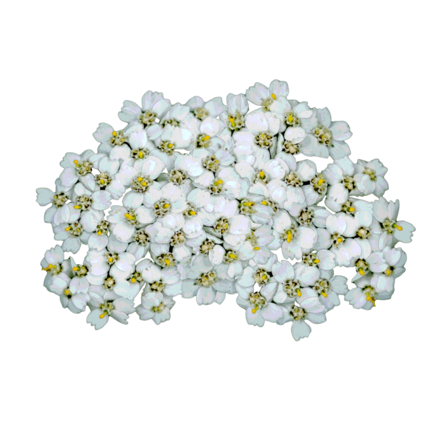 Yarrow