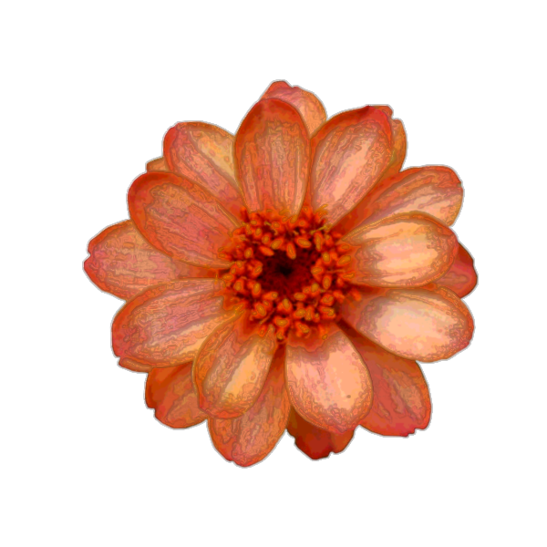 Zinnia